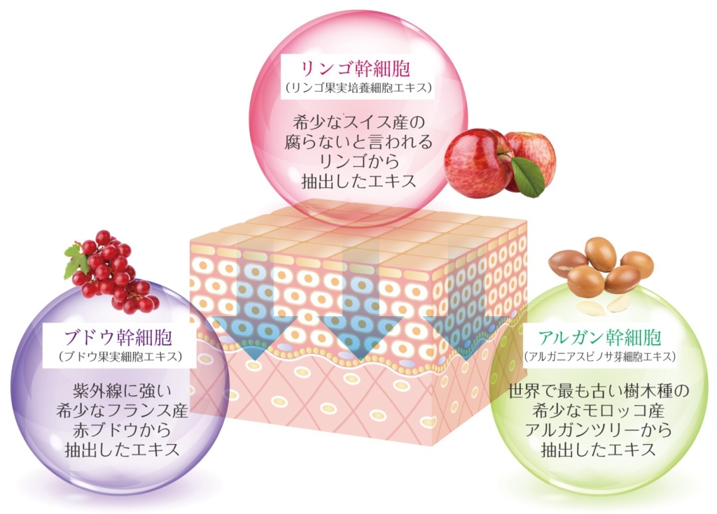 幹細胞による美肌効果